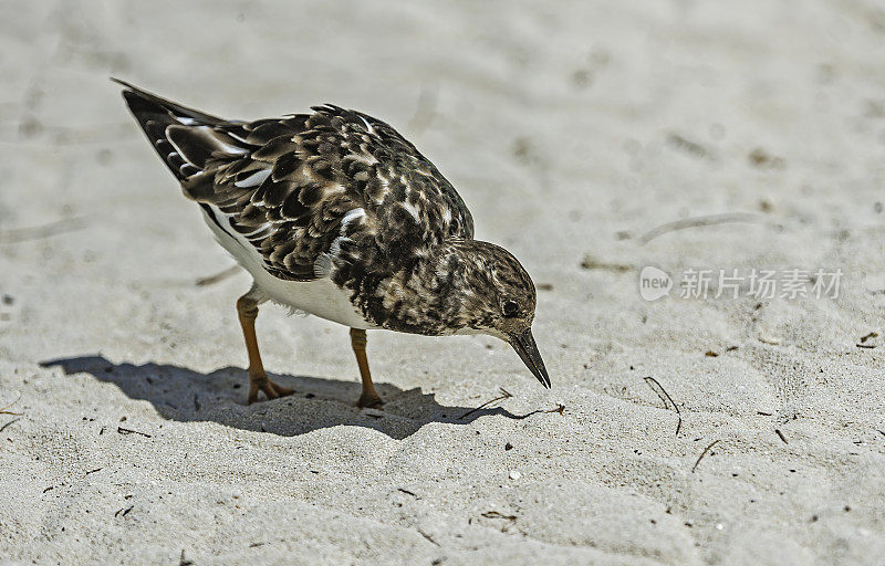 红Turnstone (Arenaria翻译)是一种小型涉水鸟。它现在被分类在鹬科蜈蚣科。Papahānaumokuākea海洋国家纪念碑，中途岛，中途岛环礁，夏威夷群岛